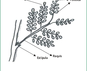 Tipología de la hoja