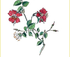 Arbustos