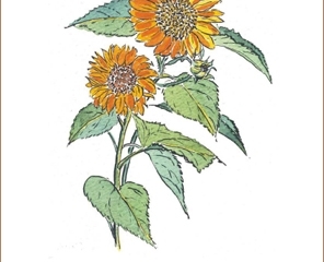 Plantas herbáceas